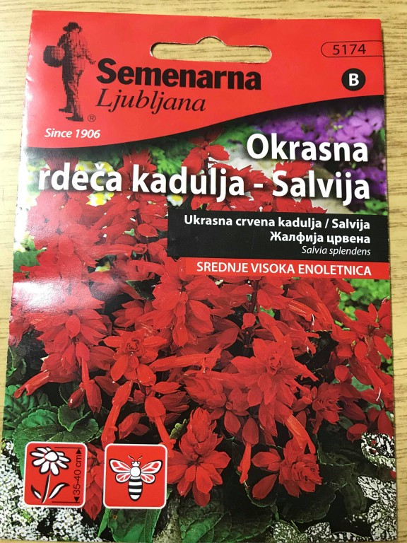 Kadulja crvena 5174
