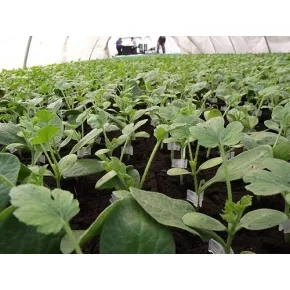 Podloga za kalem TITAN F1 ZKI