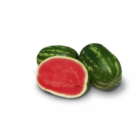 Lubenica Nautilus F1