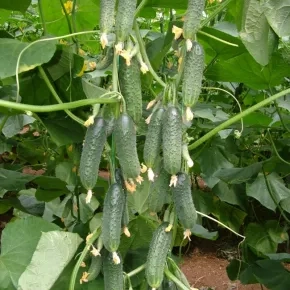 Kornišon Capricorn F1