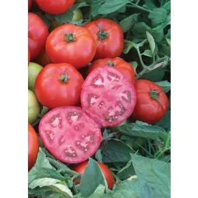 Seme paradajza Marakana F1 – 1000 semena