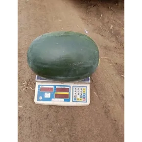 Lubenica Nubian Giant F1