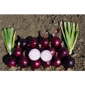 Luk Crveni Euclide F1