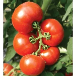 Seme paradajza Viva F1