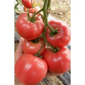 Seme paradajza Pink Heart F1