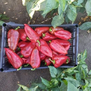 Paprika Navigator F1