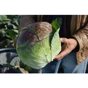 Kupus Pourovo Pozdni