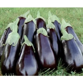 Patlidžan Aragon F1