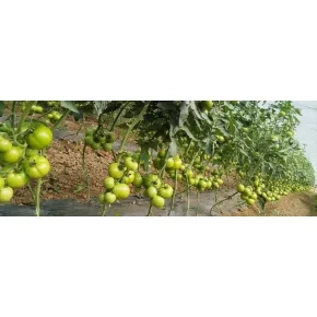 Paradajz Bellfort ez F1