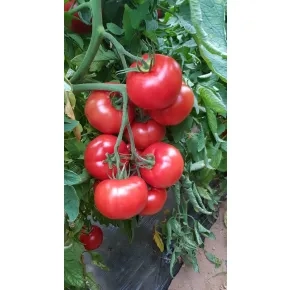 Paradajz Berno F1