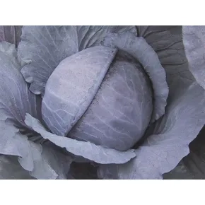 Crveni Kupus Ranchero (precizna setva)