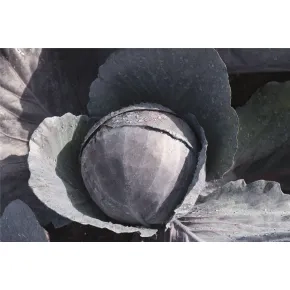 Crveni Kupus Omero NCC (precizna setva)