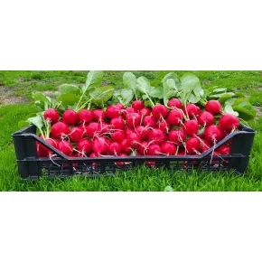 Rotkvica Laurella F1