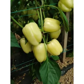 Paprika Cristina ez F1
