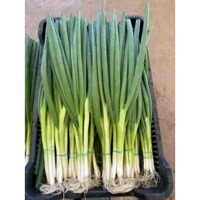 Luk Za Vezice Jedi F1