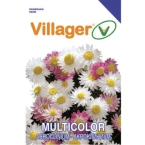 Cveće ACROCLINIUM-MIX Villager