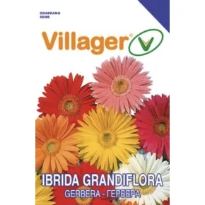 Cveće GERBER-MULTICOLOR Villager