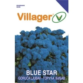 Cveće GORUĆA LJUBAV-BLUE STAR Villager