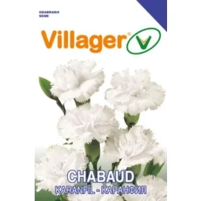 Cveće KARANFIL CHABAUD-BELI Villager