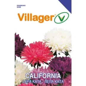 Cveće LEPA KATA-CALIFORNIA Villager