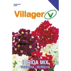 Cveće VERBENA-GRANDIFLORA Villager