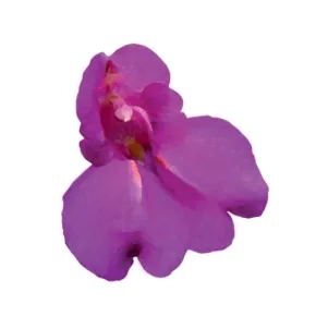 Cveće Lepi dečko 1 g