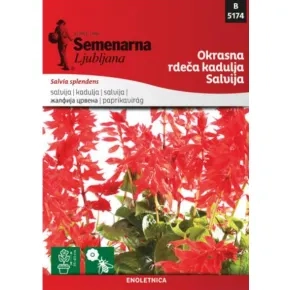 Cveće UKRASNA ŽALFIJA CRVENA Kadulja 5174 Semenarna