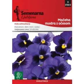 Cveće DAN I NOĆ SA OČIMA - PLAVI 5720/2