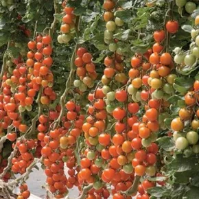 Seme paradajza Tyty F1 500 semena