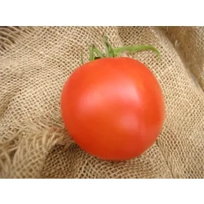 Seme paradajza MI-13 F1 – 150 semena