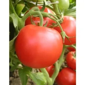 Seme paradajza Rebus F1 – 150 semena
