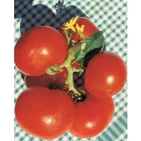 Seme paradajza Gružanski zlatni – 10 g