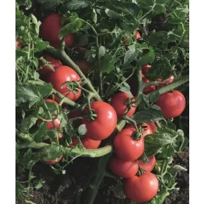 Seme paradajza Sultan F1 – 1000 semena
