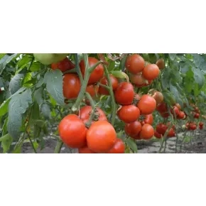 Seme paradajza Qualitet F1 - 500 semena 