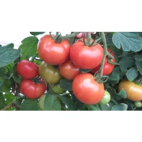 Seme paradajza Arianna F1 – 250 semena