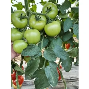 Seme paradajza Miko F1 – 500 semena