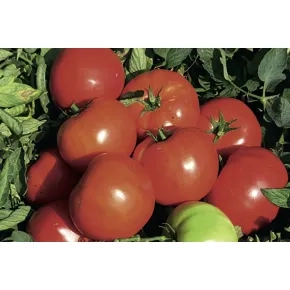 Seme paradajza Dyson F1 - 1000 semena