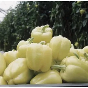 Paprika Blondy F1 500 semena