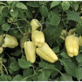 Paprika Barbie F1 500 semena