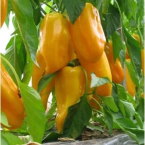 Seme paprike Pirouet F1 – 500 semena