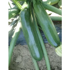 Seme tikvice Brillante F1 - 500 semena