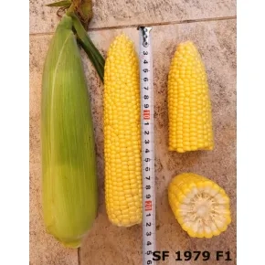 Seme kukuruza šećerca SF 1979 F1 - 2500 semena
