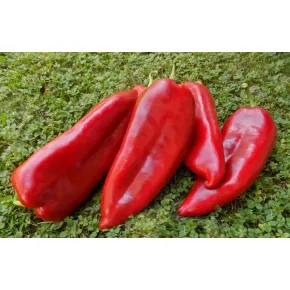 Seme paprike Red pia F1 - 500 semena
