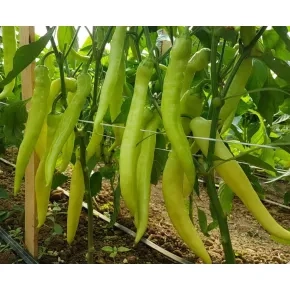 Seme paprike Neymar F1 - 250 semena