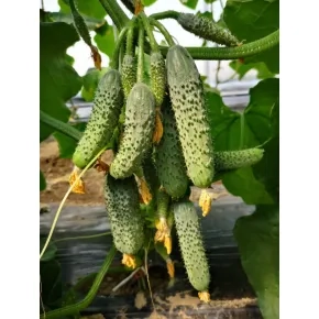 Seme kornišona Anvar - 500 semena