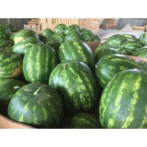 Seme lubenice Celine F1 - 1000 semena