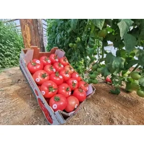 Seme paradajza Clarosa F1 - 250 semena