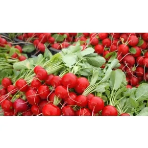 Seme rotkvice Escala EZ F1 – 250 g