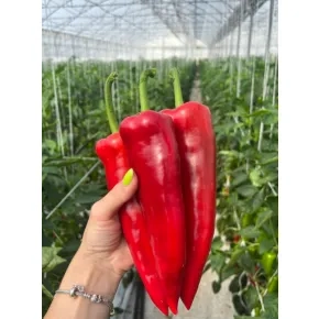 Seme paprike Crispy Red ez F1 - 500 semena