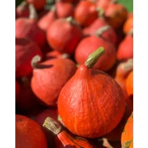 Seme tikve bundeve Orange Summere ez - 250 semena 